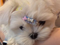 -宠颐生汉谟拉比宠物医院