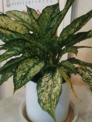 -南京医科大学友谊整形外科医院