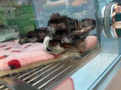 -FAELING PETS美天灵宠物(合生汇店)