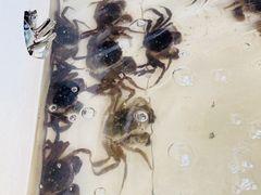 -蟹天蟹地农家菜·阳澄湖大闸蟹(浅水湾店)