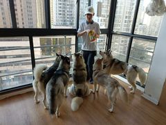 -Husky Go! 哈士奇体验馆·宠物咖啡厅狗咖