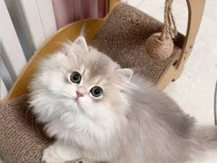-猫十亿·布偶金渐层·曼基康矮脚猫舍(青年路店)