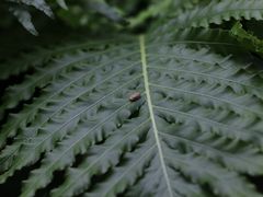 -上海大自然野生昆虫馆(东方明珠·爬宠昆虫探索中心)