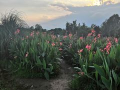 -三圣花乡旅游区