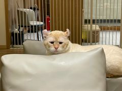 -猫腻·猫咖·撸猫馆(星光大道店)