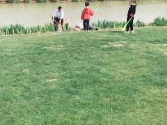 -荷兰花海