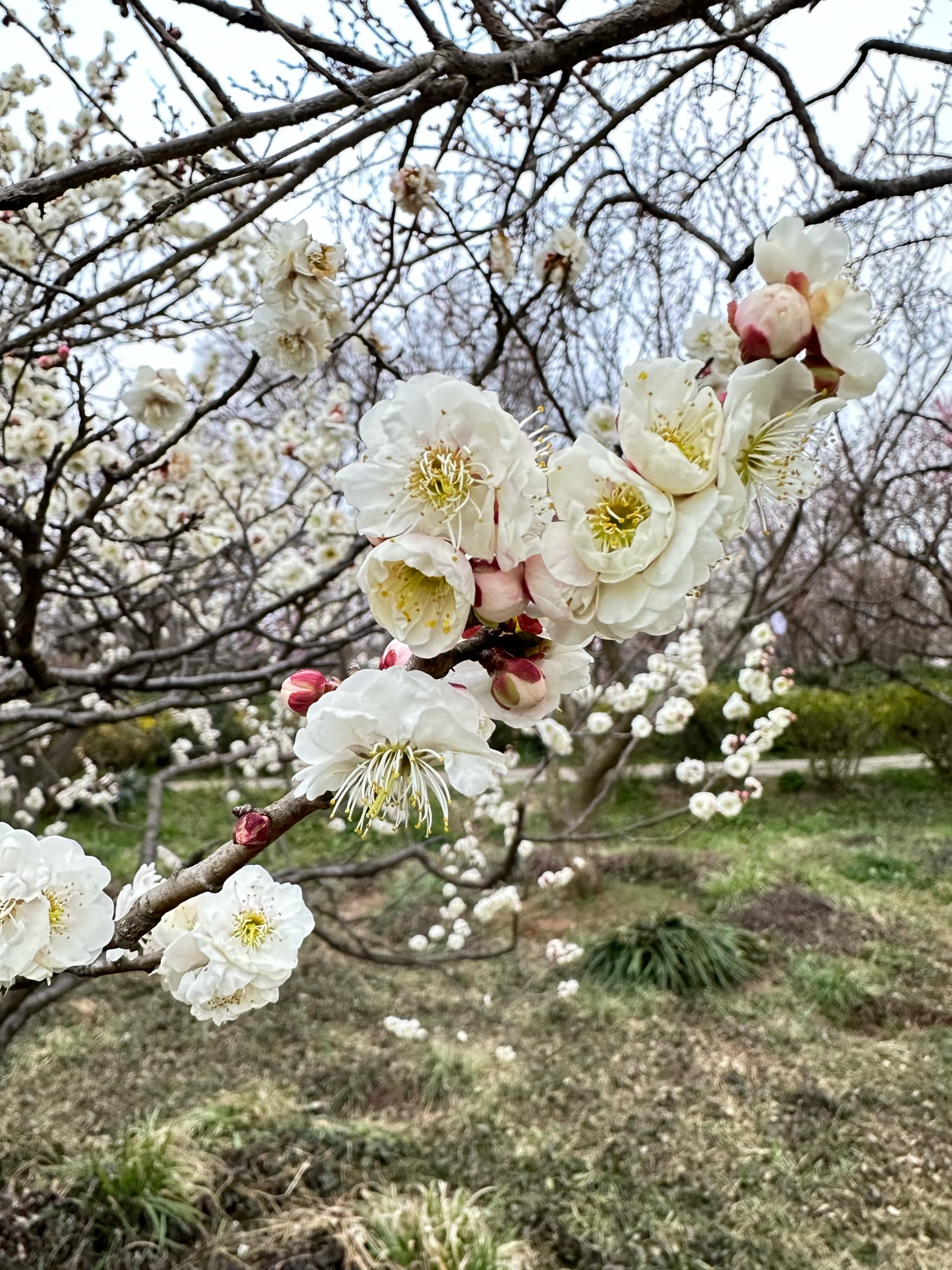 梅花在什么季节开放图片