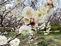 -梅花山(明孝陵内)