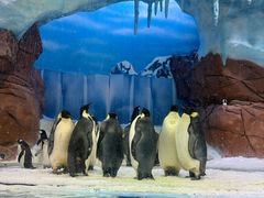 -海合安成都极地海洋公园