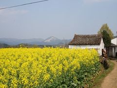 -桑洲油菜花景区