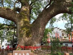 -新安江山水画廊风景区