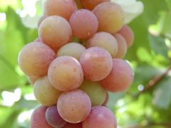 -马陆小张葡萄园农家乐