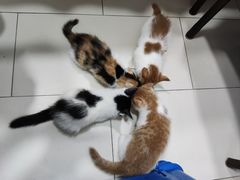 -宠颐生动物医院·心脏科·保险定点(锦阳分院)