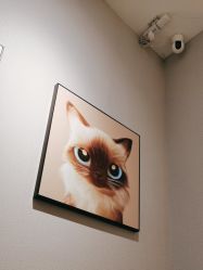 -洗脸猫·洗脸吧
