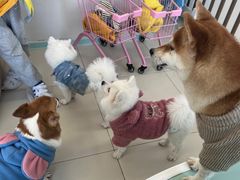 -怪兽屋·羊驼·猫咖·狗咖(俊华广场店)