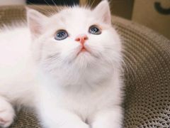 -欣宠猫屋·矮脚拿破仑·蓝金金渐层