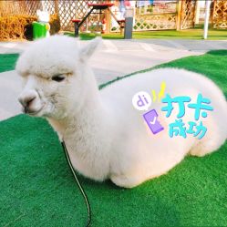 -萌宠亲子动物乐园(槐房万达店)