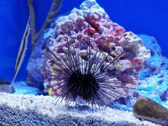 -上海海洋水族馆