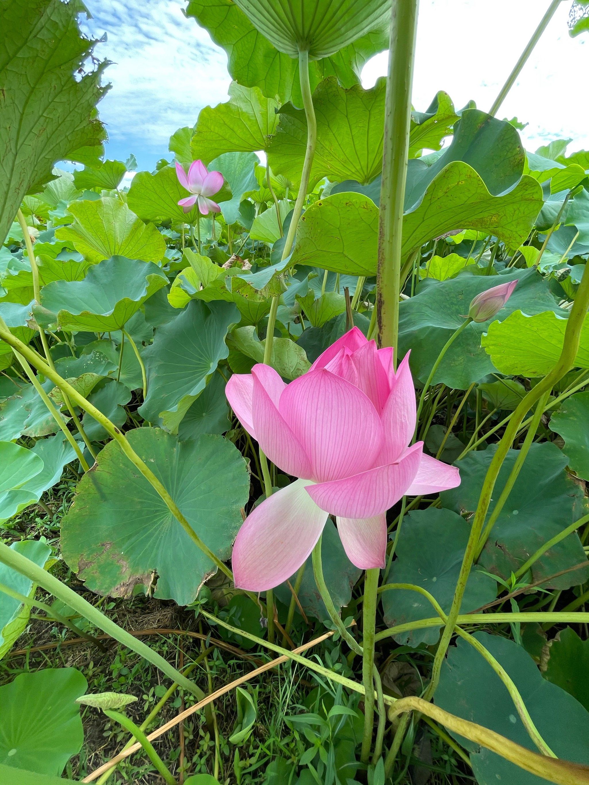 嘉北郊野公园的荷花池