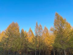 -塞罕坝国家级自然保护区