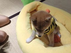 -逗柴咖啡屋·狗咖猫咖宠物桌游
