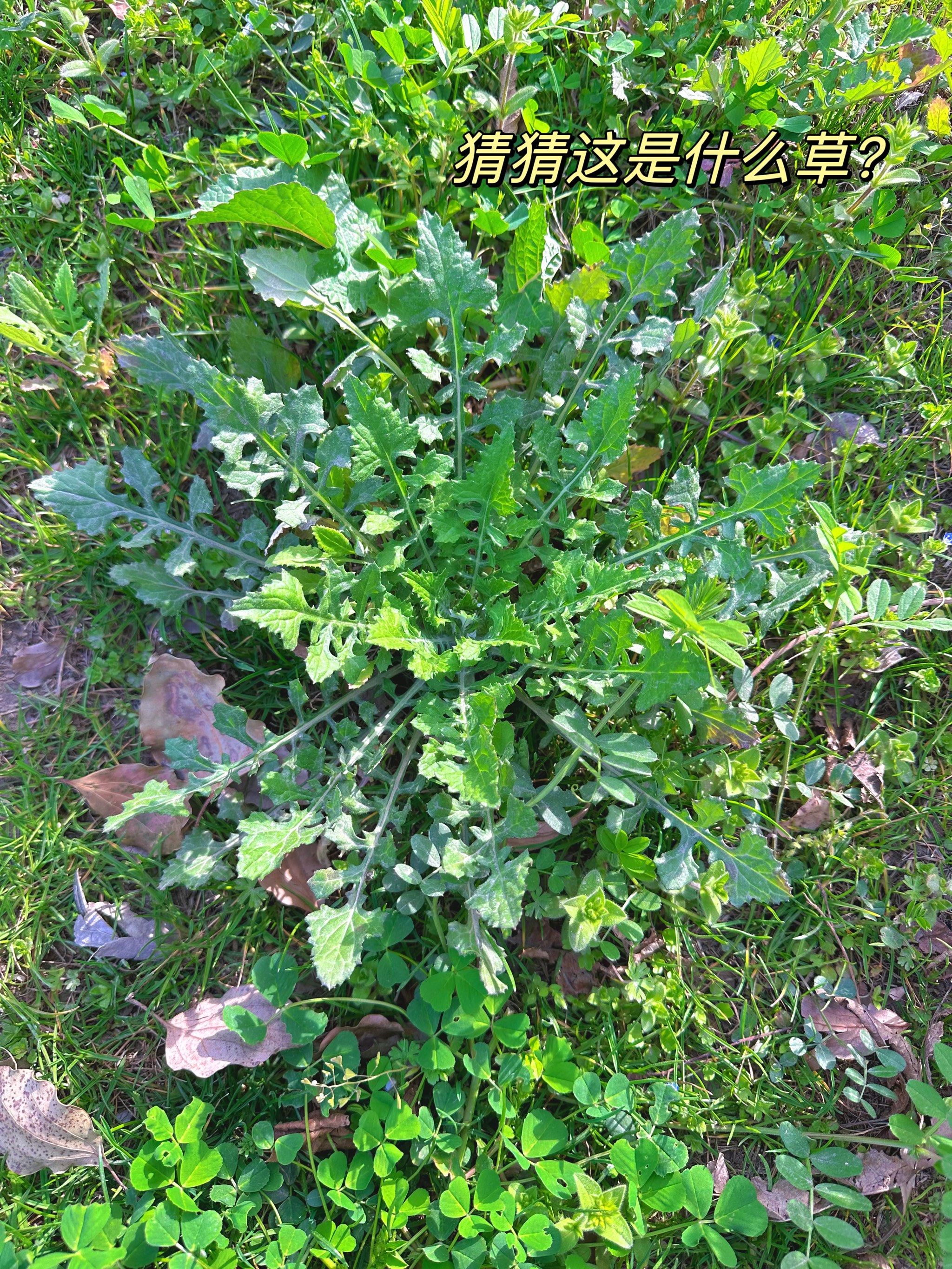 大家看到过这种野菜吗?在马路边的草地上隐