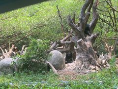 -广州长隆野生动物世界