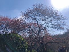 -杭州植物园