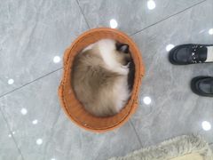 -爱洗澡的猫(天河路店)