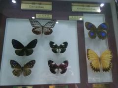 android_upload_pic-上海昆虫博物馆