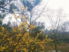 -杭州植物园