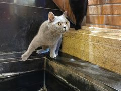 -more than meow吴止猫主题餐厅(承德 中船汇店)