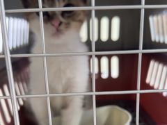 -佳雯宠物医院·皮肤科·内外科(春晓路分院)