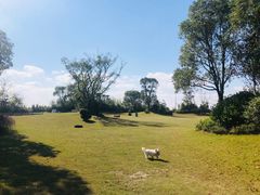 -上海崇明金茂凯悦酒店