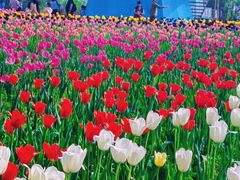 -北京国际鲜花港