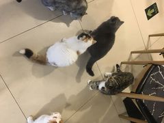 -平行世界·猫咖(首经贸店)