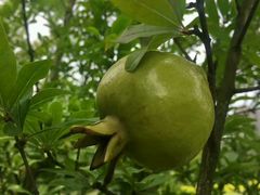 -成都中医药大学(温江校区)