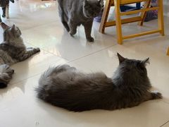 -平行世界·猫咖(首经贸店)