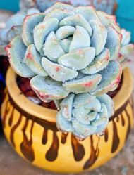 -由甲·美甲美睫工作室