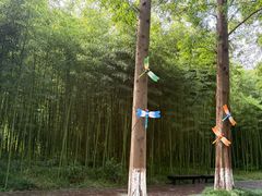 -黄海国家森林公园