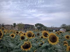 -瑶湖郊野森林公园
