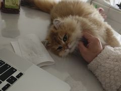 -欣宠猫屋·矮脚拿破仑·蓝金金渐层