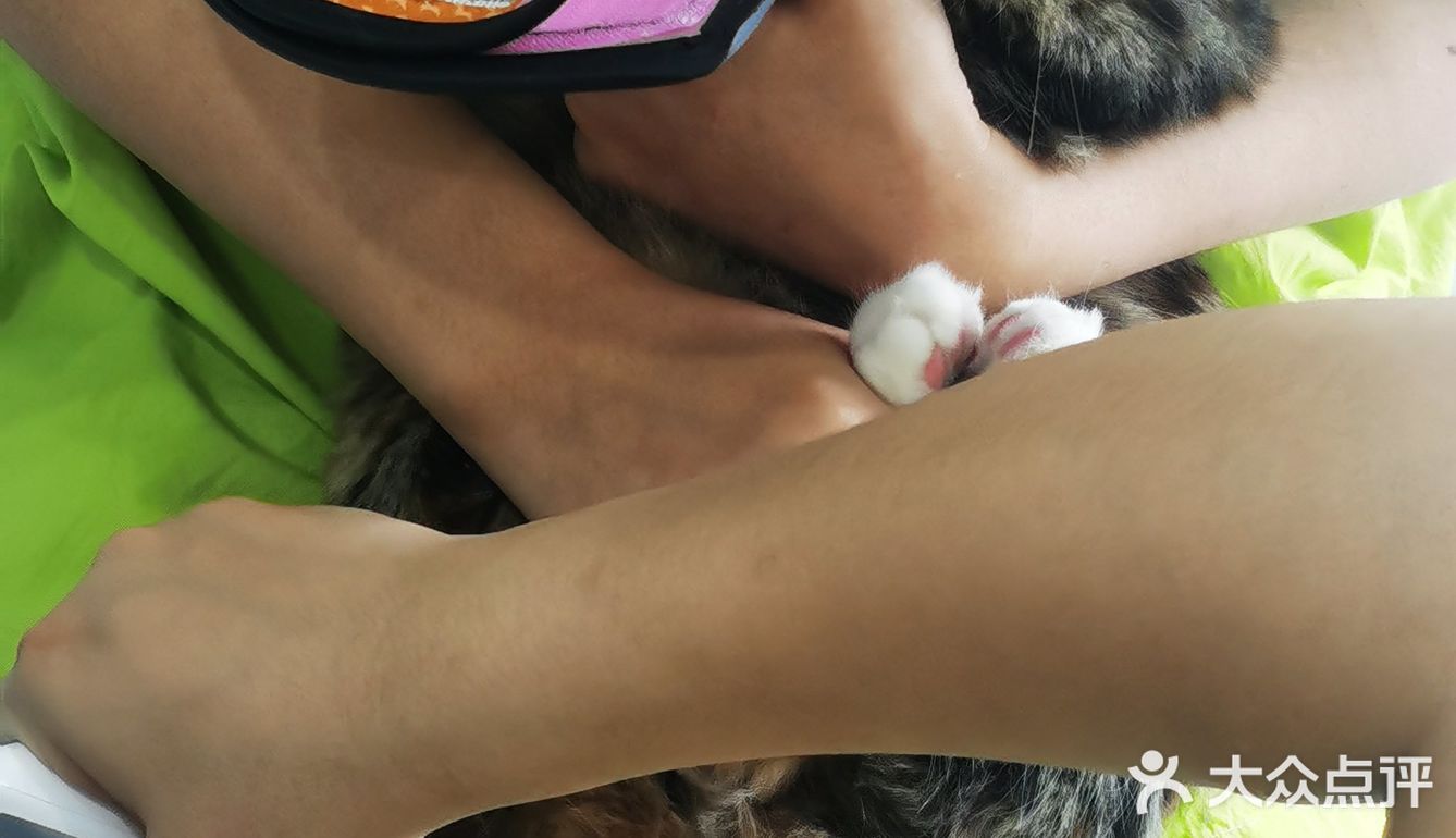做个爱洗澡的猫吧