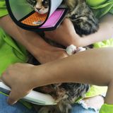 做个爱洗澡的猫吧