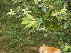 -西霞口神雕山野生动物世界