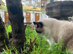 -喵屿·大理花园猫咖