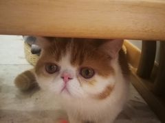 -飞行喵MR PILOT|猫舍·猫咖(静安大融城店)