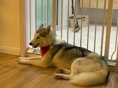 -Husky Go! 哈士奇体验馆·宠物咖啡厅狗咖