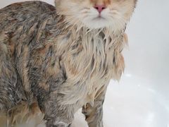 -momokira米努特·德文卷毛猫·棉花面纱犬