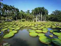 -中国科学院西双版纳热带植物园